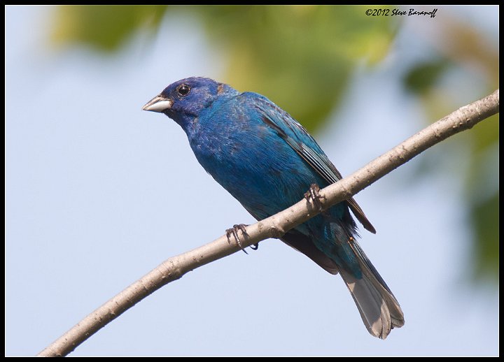 _2SB7125 indigo bunting.jpg